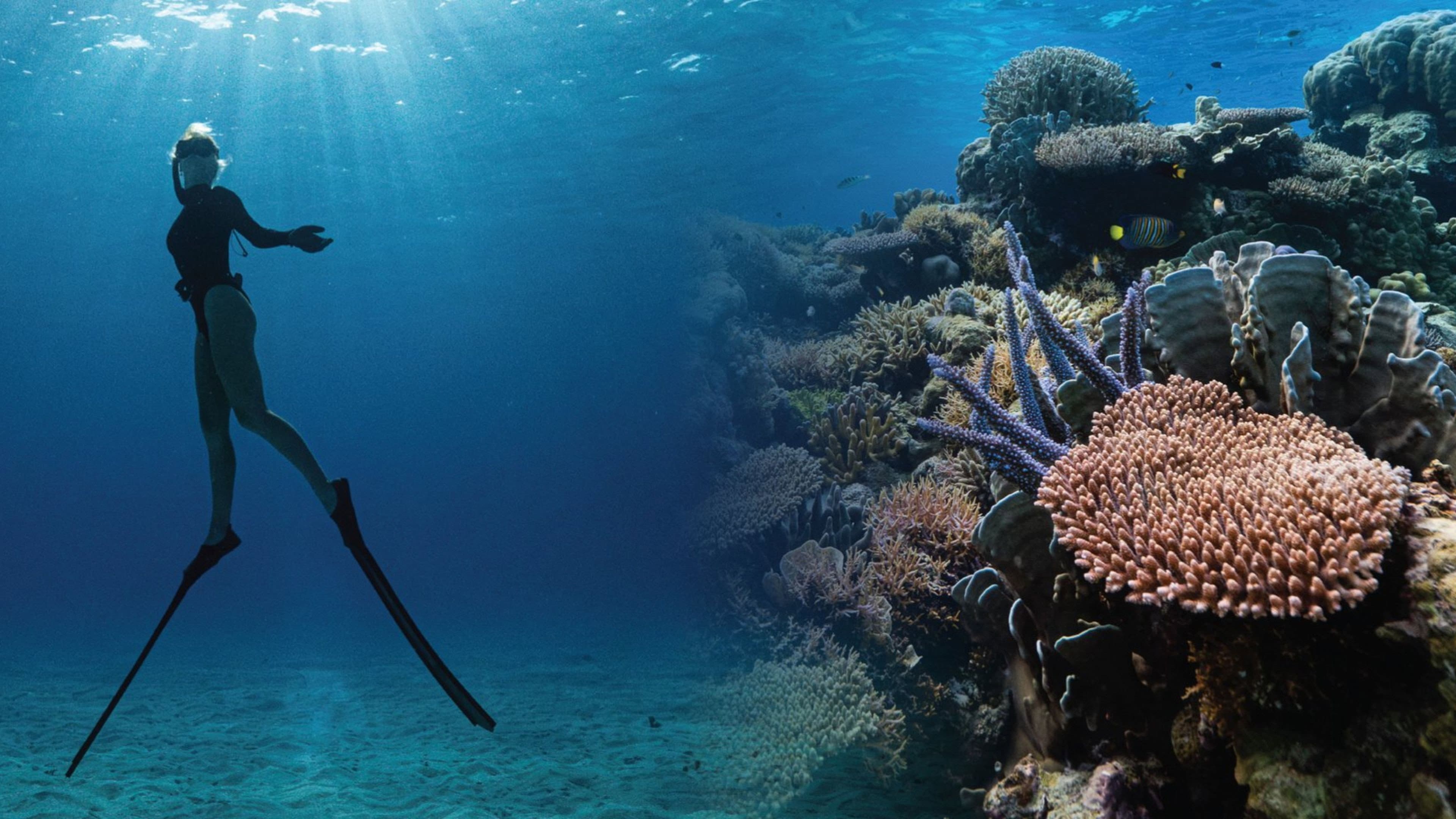 Corals’ Last Stand backdrop